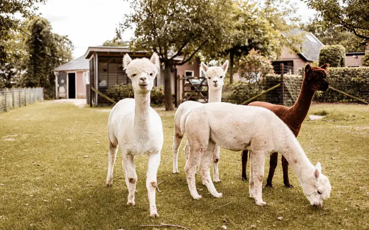 Alpaca activiteiten in Woudenberg